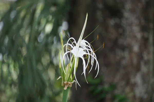 Teksański Kwiat Lilii Pająka Łonie Natury Roślina Białym Kwiatem — Zdjęcie stockowe