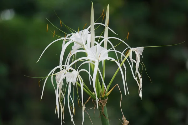 Τεξανό Λουλούδι Spider Lily Στη Φύση Φυτό Λευκό Λουλούδι — Φωτογραφία Αρχείου