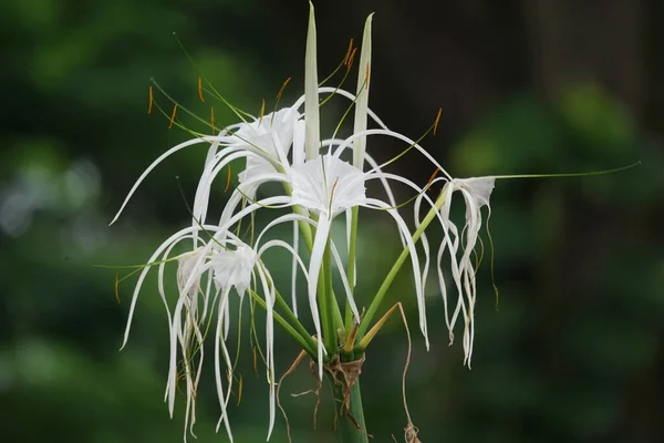 Teksaslı Örümcek Zambağı Doğada Çiçek Açar Beyaz Çiçekli Bitki — Stok fotoğraf