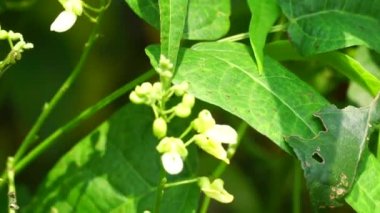 Laboratuvar purpureus (ayrıca kacang kara, kacang biduk, kacang bado, kacang komak olarak da bilinir) ağaçta bulunur.