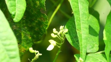 Laboratuvar purpureus (ayrıca kacang kara, kacang biduk, kacang bado, kacang komak olarak da bilinir) ağaçta bulunur.