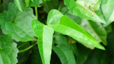 Laboratuvar purpureus (ayrıca kacang kara, kacang biduk, kacang bado, kacang komak olarak da bilinir) ağaçta bulunur.