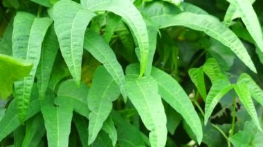 Laboratuvar purpureus (ayrıca kacang kara, kacang biduk, kacang bado, kacang komak olarak da bilinir) ağaçta bulunur.