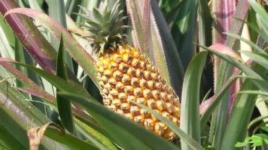 Ananas ağacı (Ananas comosus) doğal bir arka plana sahiptir. Egzotik tropikal meyve. Endonezyalılar buna nanas diyor.