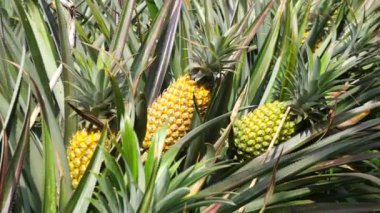 Ananas ağacı (Ananas comosus) doğal bir arka plana sahiptir. Egzotik tropikal meyve. Endonezyalılar buna nanas diyor.