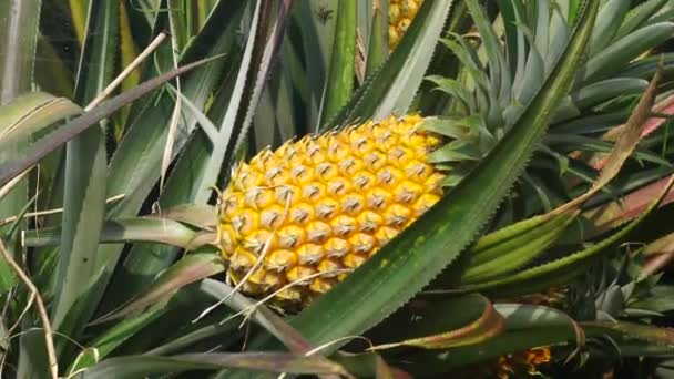 Ananas Ananas Comosus Mit Natürlichem Hintergrund Exotische Tropische Früchte Indonesier — Stockvideo