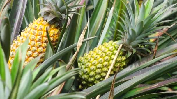 Ananas Ananas Comosus Avec Fond Naturel Fruits Exotiques Tropicaux Indonésien — Video