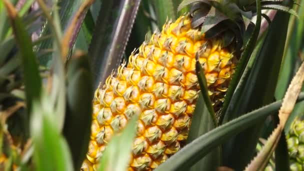 Abacaxi Ananas Comosus Com Fundo Natural Fruta Tropical Exótica Indonésio — Vídeo de Stock