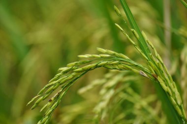 Doğal arkaplanı olan pirinç. Pirinç hala yeşil, genç, henüz hazır değil ve hasat için hazır değil..