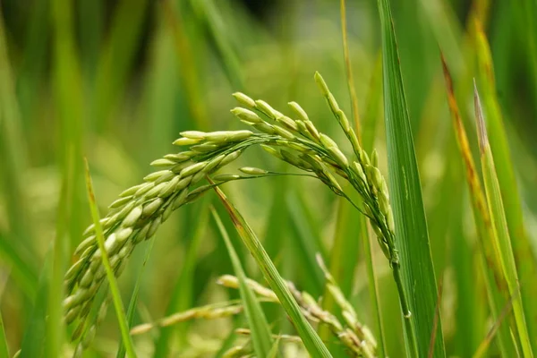 Rýže Přírodním Pozadím Rýže Stále Zelená Mladá Ještě Neobsažená Nepřipravená — Stock fotografie