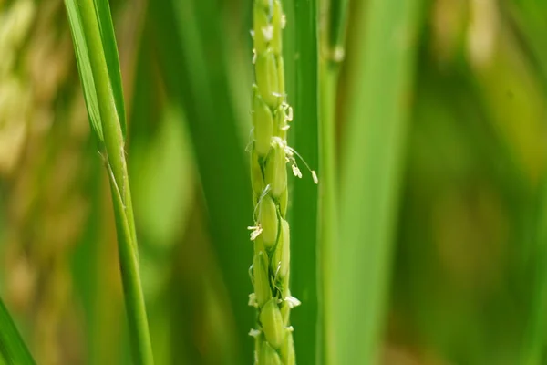 Ryż Naturalnym Tłem Ryż Jest Nadal Zielony Młody Jeszcze Nie — Zdjęcie stockowe