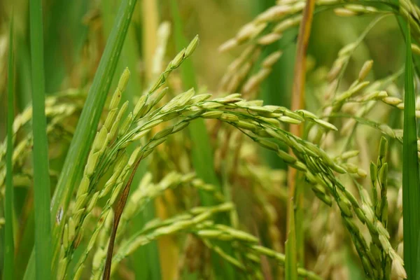 stock image Rice with natural background. Rice is still green, young, not yet contained and not ready for harvest.