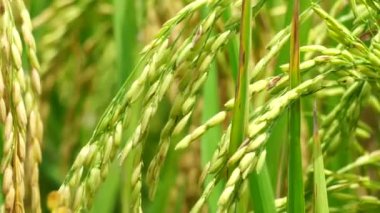 Doğal arkaplanı olan pirinç. Pirinç hala yeşil, genç, henüz hazır değil ve hasat için hazır değil..