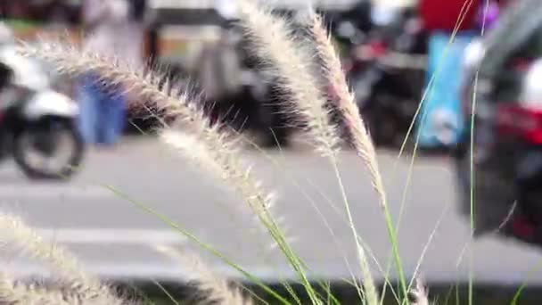 Pampass Grass Επίσης Ονομάζεται Alang Alang Bunga Kemoceng Στον Κήπο — Αρχείο Βίντεο
