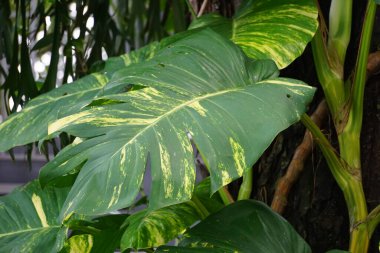 Epipremnum aureum (ayrıca altın pothos olarak da bilinir, Seylan sarmaşığı, avcı cübbesi, sirih gading) ağaçta. Bitki, kedi ve köpekler için zehirli olarak listelenmiş.