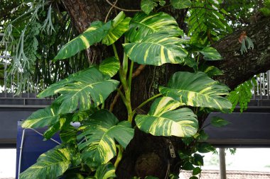 Epipremnum aureum (ayrıca altın pothos olarak da bilinir, Seylan sarmaşığı, avcı cübbesi, sirih gading) ağaçta. Bitki, kedi ve köpekler için zehirli olarak listelenmiş.