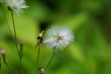 Emilia sonchifolia (leylak püsküllü püskül çiçeği, Cacalia sonchifolia L.) doğal arka planda bulunur. Bu bitkinin özel bir aroması vardır ve genellikle urap-urap (Endonezya salatası) yapılır. Endonezyalılar buna tempu wiyang der.