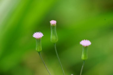 Emilia sonchifolia (leylak püsküllü püskül çiçeği, Cacalia sonchifolia L.) doğal arka planda bulunur. Bu bitkinin özel bir aroması vardır ve genellikle urap-urap (Endonezya salatası) yapılır. Endonezyalılar buna tempu wiyang der.