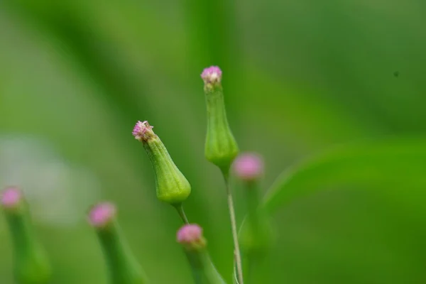 Emilia Sonchifolia Fleur Pompon Lilas Cacalia Sonchifolia Avec Fond Naturel — Photo