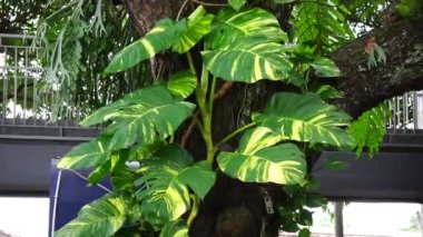 Epipremnum aureum (ayrıca altın pothos olarak da bilinir, Seylan sarmaşığı, avcı cübbesi, sirih gading) ağaçta. Bitki, kedi ve köpekler için zehirli olarak listelenmiş.