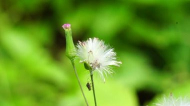 Emilia sonchifolia (leylak püsküllü püskül çiçeği, Cacalia sonchifolia L.) doğal arka planda bulunur. Bu bitkinin özel bir aroması vardır ve genellikle urap-urap (Endonezya salatası) yapılır. Endonezyalılar buna tempu wiyang der.