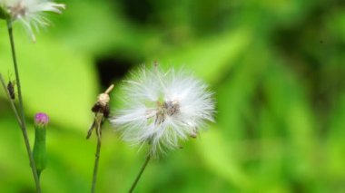 Emilia sonchifolia (leylak püsküllü püskül çiçeği, Cacalia sonchifolia L.) doğal arka planda bulunur. Bu bitkinin özel bir aroması vardır ve genellikle urap-urap (Endonezya salatası) yapılır. Endonezyalılar buna tempu wiyang der.