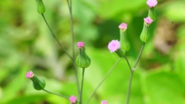 Emilia sonchifolia (leylak püsküllü püskül çiçeği, Cacalia sonchifolia L.) doğal arka planda bulunur. Bu bitkinin özel bir aroması vardır ve genellikle urap-urap (Endonezya salatası) yapılır. Endonezyalılar buna tempu wiyang der.