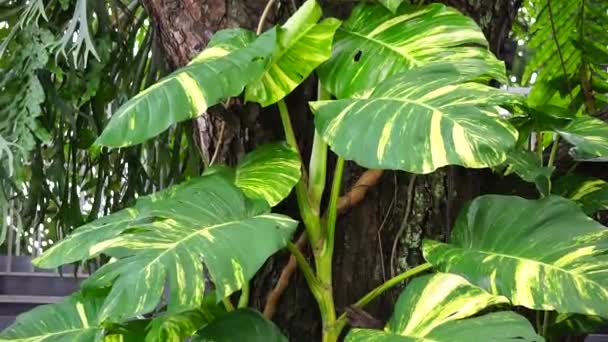 Epipremnum Aureum Auch Goldpothos Ceylon Schlingpflanze Jägergewand Siryh Gading Genannt — Stockvideo