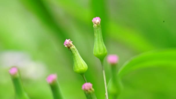 Emilia Sonchifolia Flor Borla Lilás Cacalia Sonchifolia Com Fundo Natural — Vídeo de Stock