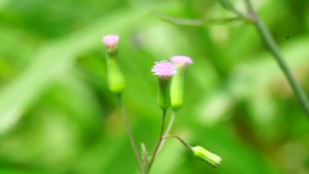 Emilia Sonchifolia Leylak Püsküllü Püskül Çiçeği Cacalia Sonchifolia Doğal Arka — Stok video