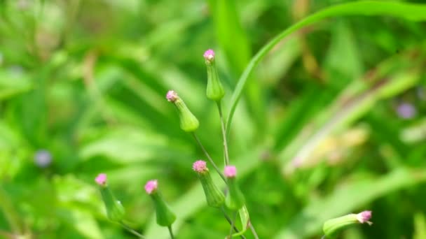 Emilia Sonchifolia Lila Quastenblume Cacalia Sonchifolia Mit Natürlichem Hintergrund Diese — Stockvideo
