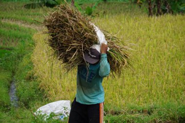 Çiftçi pirinç tarlasında geleneksel yollarla pirinç hasat ediyor.