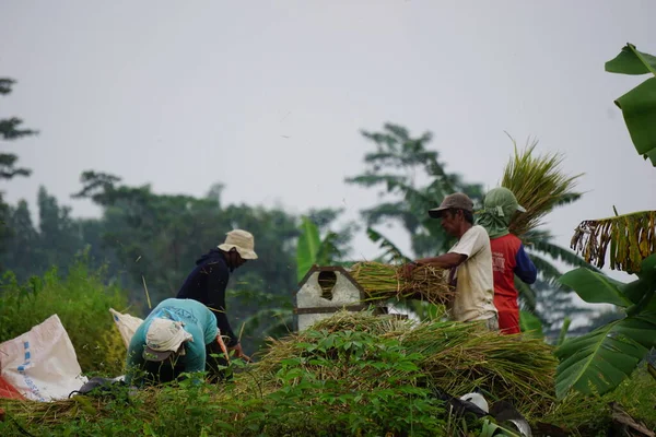 Agricultor Cosechando Arroz Manera Tradicional Campo Arroz — Foto de Stock