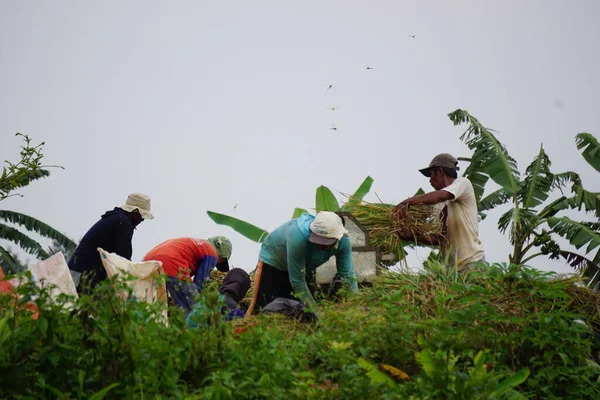 农民在稻田中以传统的方式收割水稻 — 图库照片