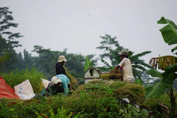 田んぼで伝統的に米を収穫する農家 — ストック写真