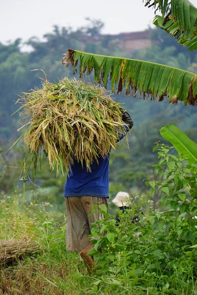 Agricultor Cosechando Arroz Manera Tradicional Campo Arroz —  Fotos de Stock