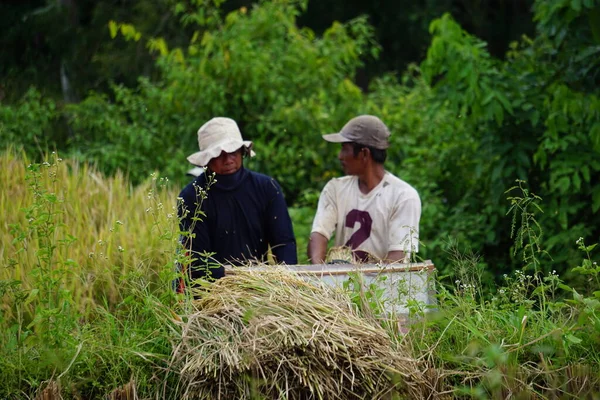 Jordbrukaren Skördar Ris Traditionellt Sätt Ett Risfält — Stockfoto