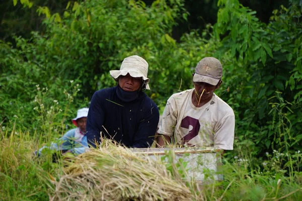 Jordbrukaren Skördar Ris Traditionellt Sätt Ett Risfält — Stockfoto