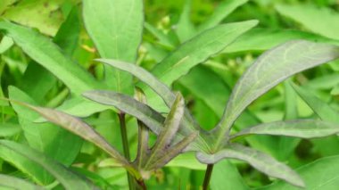 Tatlı patatesler doğada kalır. Tatlı patates yaprakları orta büyüklükten büyük boyuta ve kordonlu, ya da sivri uçlu kalp şeklinde. Cavalılar buna 
