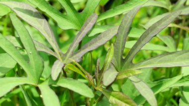 Tatlı patatesler doğada kalır. Tatlı patates yaprakları orta büyüklükten büyük boyuta ve kordonlu, ya da sivri uçlu kalp şeklinde. Cavalılar buna 
