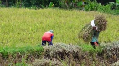 Çiftçi pirinç tarlasında geleneksel yollarla pirinç hasat ediyor.