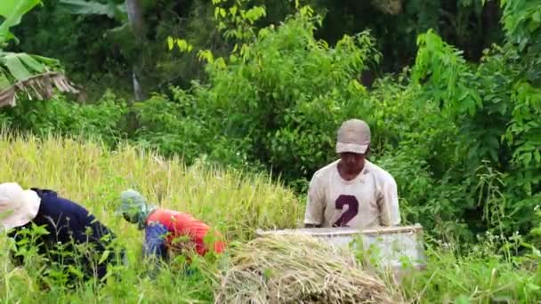 田んぼで伝統的に米を収穫する農家 — ストック動画