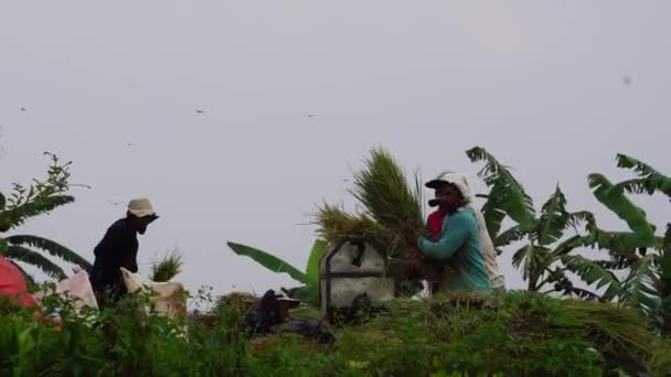 Agricultor Cosechando Arroz Manera Tradicional Campo Arroz — Vídeos de Stock