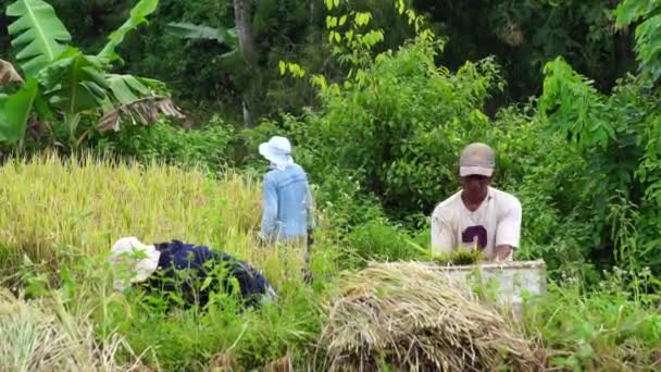 Γεωργός Που Συλλέγει Ρύζι Παραδοσιακούς Τρόπους Έναν Ορυζώνα — Αρχείο Βίντεο