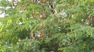 Tamarindus indica, asam olarak da bilinir) meyve ağacında bulunur.
