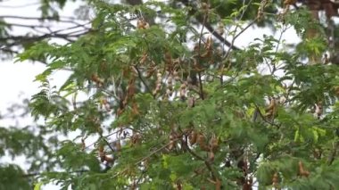 Tamarindus indica, asam olarak da bilinir) meyve ağacında bulunur.