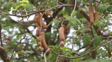 Tamarindus indica, asam olarak da bilinir) meyve ağacında bulunur.