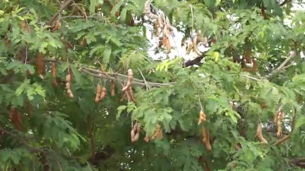 塔马林德 Tamarind 也叫塔马林多 Tamarindus Indica Asam 树上的水果 — 图库视频影像
