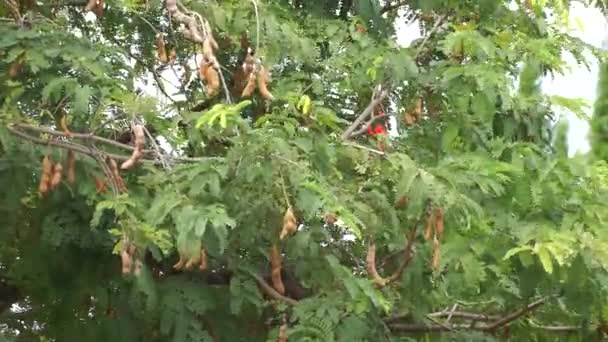 塔马林德 Tamarind 也叫塔马林多 Tamarindus Indica Asam 树上的水果 — 图库视频影像