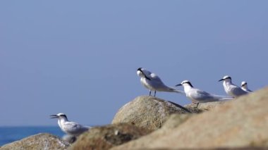 Forster's tern bird on the rock